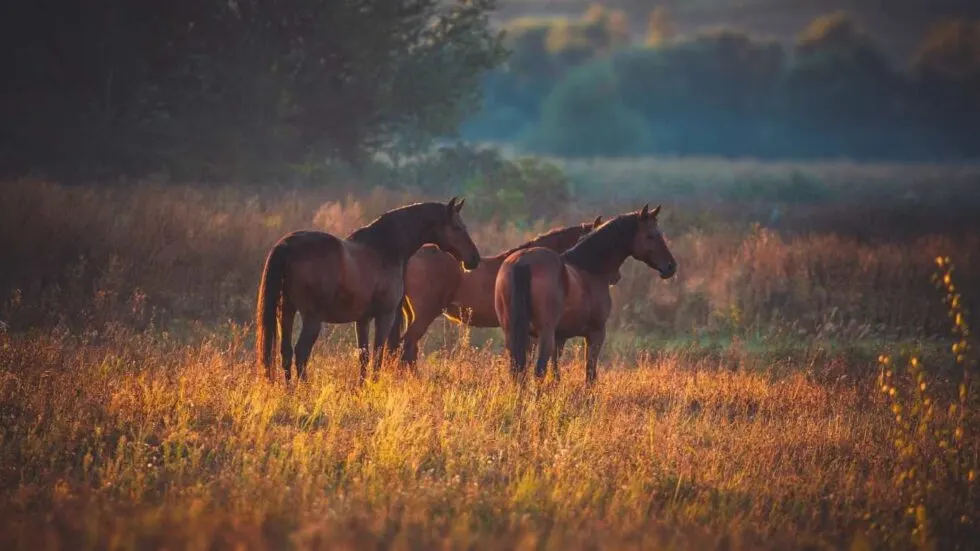 3 horses in a fall field at dusk 3 horses in a fall field at dusk