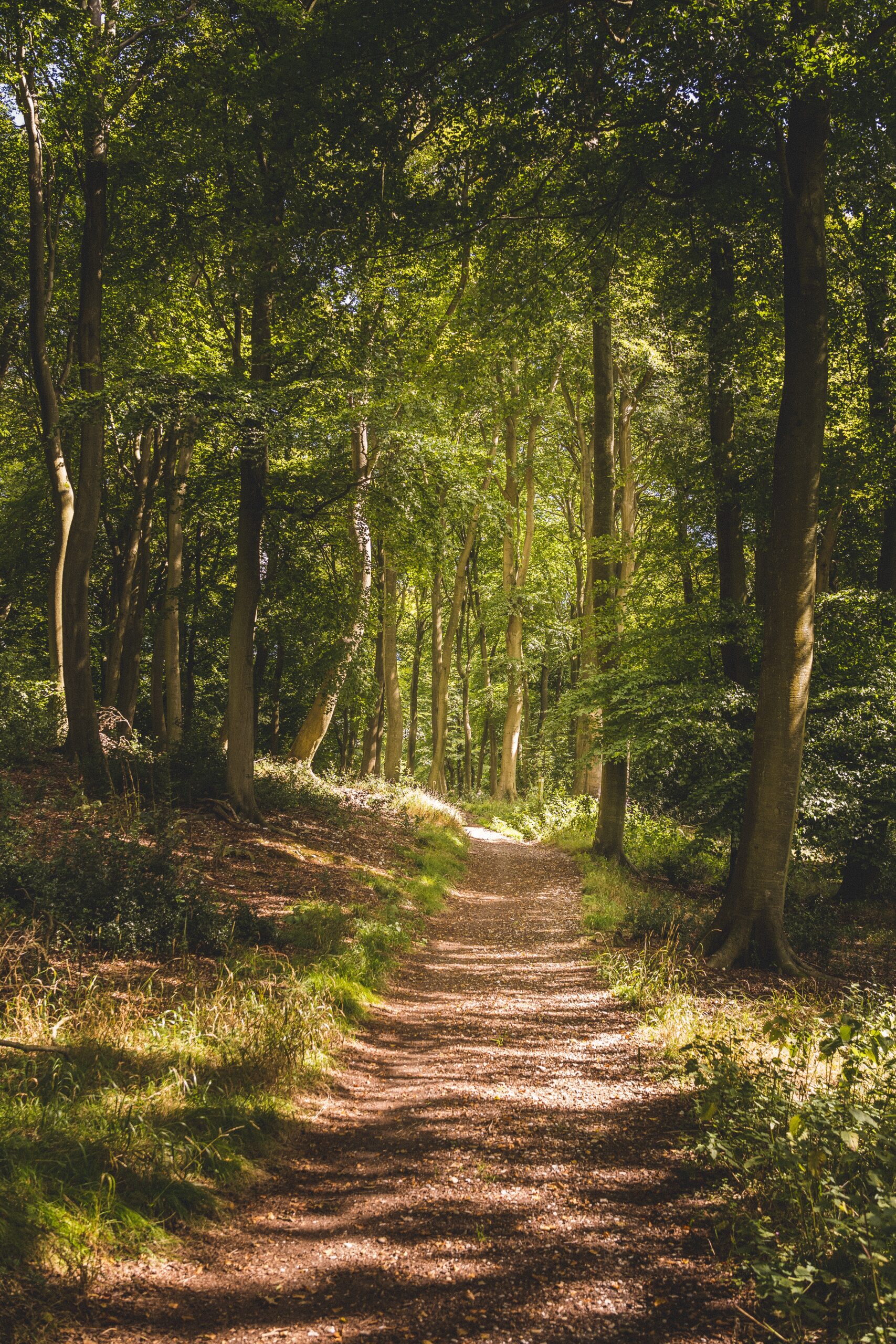 Inviting beautiful path through a thriving forest full of trees Inviting beautiful path through a thriving forest full of trees